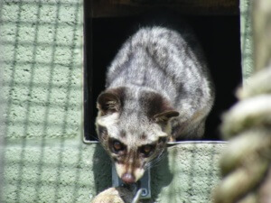 Common palm civet (toddy cat)