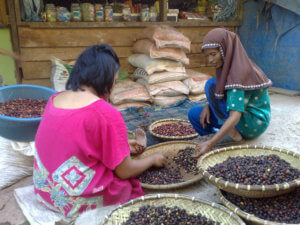 Bone Bone (Cleaning coffee cherry ritual in Sulswesi)