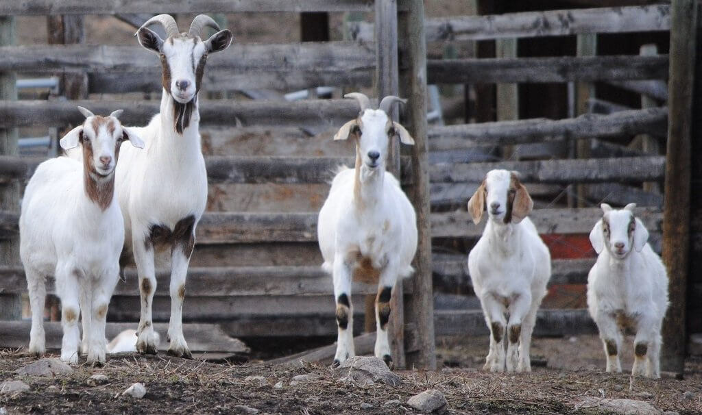 Happy goat family (goats discovered coffee beans?)