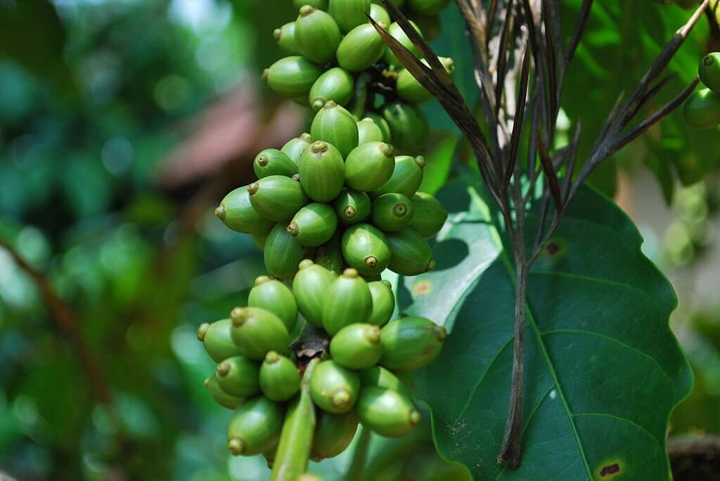 Coffee seeds green Shimoga India