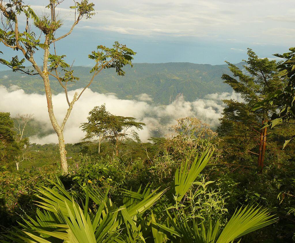 Reserve coffee farm in Colombia (4604557800)